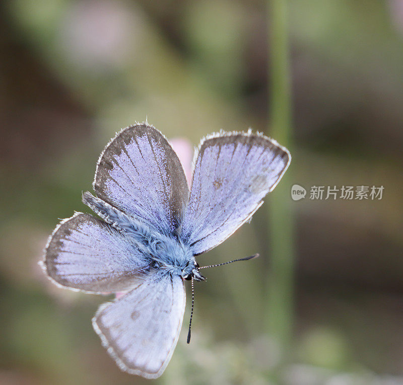 银色的蓝蝴蝶(Plebejus argus)雄性